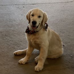 Puppy - Light golden Golden Retriever puppy in Linden, Michigan from High Society Farm