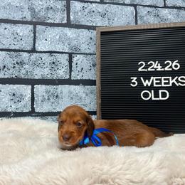 Woody - Red male Dachshund puppy in Goodyear, Arizona from AZ Low Life Doxies