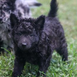 Gretna - Black female Mudi puppy in Gatlinburg, Tennessee from Greenbrier