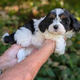 Lisa - Black and white female Shihpoo puppy in Coshocton, Ohio from Forever Family Puppies