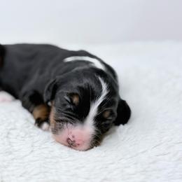Maple - Tri-color female Bernedoodle puppy in Fleming, Colorado from Vandenbark Doodles
