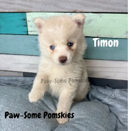Timon - White male Pomsky puppy in Krum, Texas from Paw-Some Pomskies