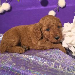 Girl 3 - female Poodle puppy in Fort Salonga, New York from Blues Performance Poodles