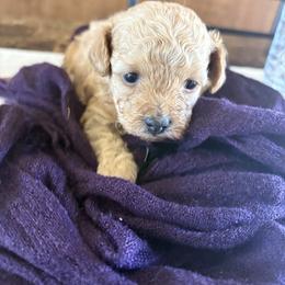 Anya - Apricot female Poodle puppy in Utica, Ohio from Poodle Me Crazy
