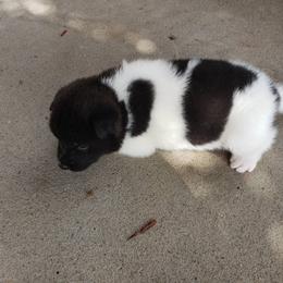 Akita Puppies from Georgia Bred Akita Bears