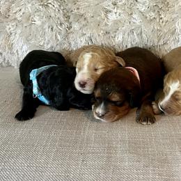 Assorted Doodle Crosses, Goldendoodle, and Poodle Puppies from Kava Kennels