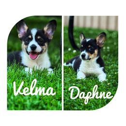 Pembroke Welsh Corgi puppies from Burn 3 Farms