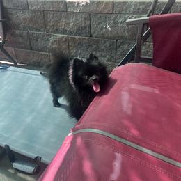 Storm - Pomeranian