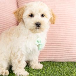 Male 1 - Apricot male Maltipoo puppy in Salt Lake City, Utah from Marlene's Doodles