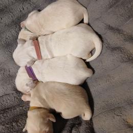 Lt brn - Golden female Golden Retriever puppy in Slaughters, Kentucky from Kimber's Helping Paws
