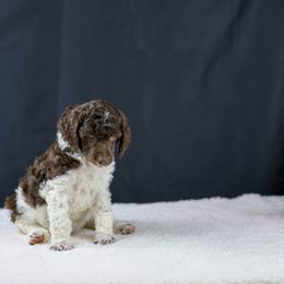 Cinnamon - Parti Poodle puppy in Hesperia, California from HD Poodles