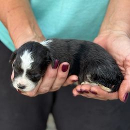 Finn - Blue merle male Aussiedoodle puppy in Ambrose, Georgia from Brandilyn's Aussies