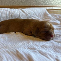 Girl 2 - Ruby female Cavalier King Charles Spaniel puppy in Solon, Iowa from Hickory House Cavaliers