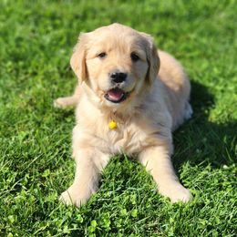 Golden Retriever Puppies from Valley Creek Farm