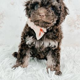 Fudge - Brown and tan female Cockapoo puppy in Otisville, Michigan from Danie’s Darling Doodles LLC