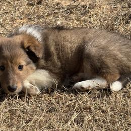 Sable Girl 2 - Sable and white female Shetland Sheepdog puppy in Shirley, Arkansas from Lucky Pups