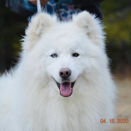 Okami - Siberian Husky