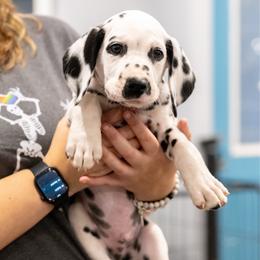 Tornado - White and black male Dalmatian puppy in Cleveland, Texas from Arrowhead Dalmatians