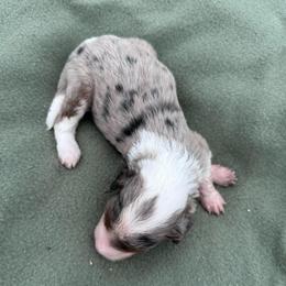 Boy 2 - Blue merle male Aussiedoodle puppy in Reddick, Florida from Cooper’s Mini Doodles