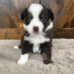 Autum - Red & white female Miniature Australian Shepherd puppy in Oroville, Washington from High Mountain Aussies