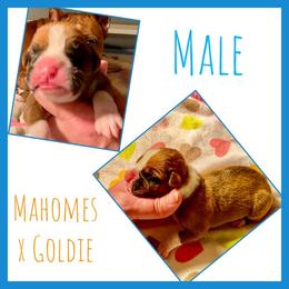 Female - Fawn male Boxer puppy in Butler, Pennsylvania from Schaible's Boxer Huddle