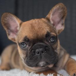 Mister Beans - Fawn male French Bulldog puppy in Ford City, Pennsylvania from DeWitt Frenchies