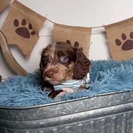 Bentley - Dapple male Dachshund puppy in New Albany, Mississippi from Double A. Doxies