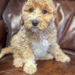 Bernedoodle, Bernese Mountain Dog, and Goldendoodle Puppies from Red Door Canines