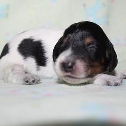 Boy 3 - Black and tan male Dachshund puppy in Craig, Colorado from Rocky Mountain Shih Tzus and Dry Creek Miniature Dachshunds