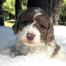 Hazel Light pink collar - Red merle female Aussiedoodle puppy in Clarkston, Washington from Doodle & Poodle Palace