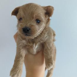 Boy 2 - Apricot male Maltipoo puppy in Fife, Washington from Joyful Pups