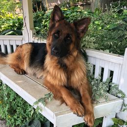 German Shepherds from Spirit Shepherds