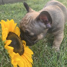 French Bulldog Puppies from Rebecca White