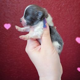 Boy 2 - Blue parti male Pomeranian puppy in Albany, Oregon from Purrs N Poms