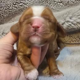 Riggs - Red male Cocker Spaniel puppy in Florence, South Carolina from Reddick's American Cocker Spaniels
