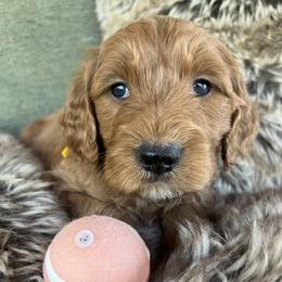 Ridge - Red  male Goldendoodle puppy in Placerville, California from New Dawn Poodles and Doodles