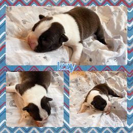 Izzy - Black brindle and white male Boston Terrier puppy in Billings, Missouri from Azaleas Euro Boxers & Boston Terriers
