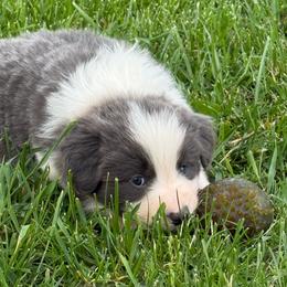 Beau - White and blue male Border Collie puppy in New Franklin, Ohio from Whipple Farms