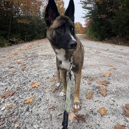 OSA - Black tan and white female Siberian Husky puppy in York, Maine from Maine Coast Huskies