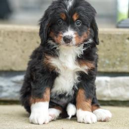 Shetland - Tri-color female Bernedoodle puppy in Dundee, Ohio from Down Home Doodle