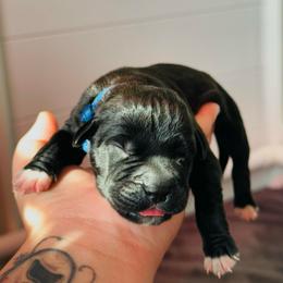 Volkov - Black male Cane Corso puppy in Houston, Texas from Mortaio Cane Corso