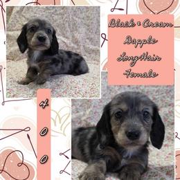 BRIANNA 4000 - Black and cream female Dachshund puppy in Gatesville, Texas from CJ's Dach Dynasty