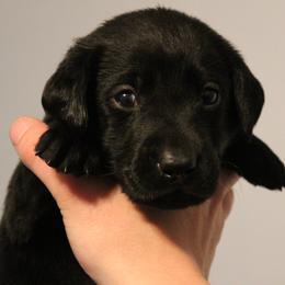 Golden Retriever and Labrador Retriever Puppies from Trenlock Kennels