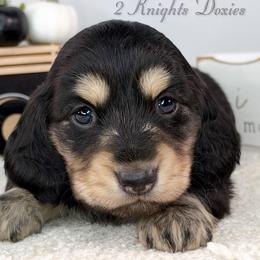 Rogue - Black and cream male Dachshund puppy in New Braunfels, Texas from 2 Knights Doxies