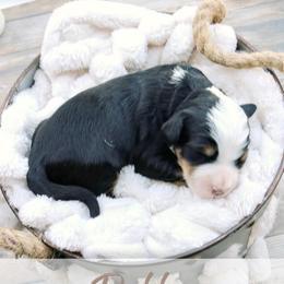 Dolly - Tri-color female Bernedoodle puppy in Idaho Falls, Idaho from Idahome Doodle