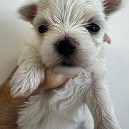 Bella Dolce 2 - White female Maltese puppy in Phoenix, Arizona from Bella Dolce Maltese