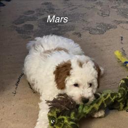 Mars - Parti male Goldendoodle puppy in Danville, Virginia from Stella’s Stunning Goldendoodles of VA