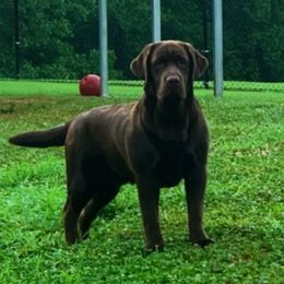 Labrador Retriever All Grown Up from EverOak Labradors