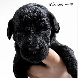 Kisses - Blue female Poodle puppy in Greenwich, New York from MizzElle’s Standard Poodles
