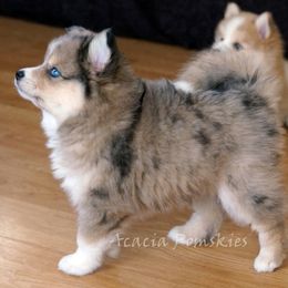 Pomsky Puppies from Acacia Pomskies